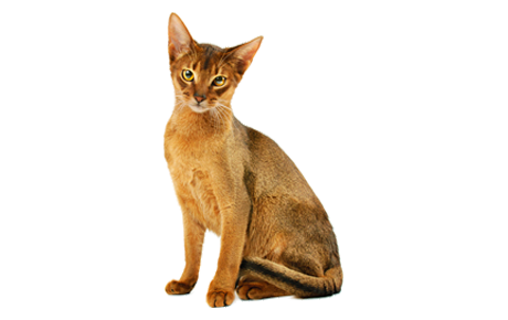 Abyssinian